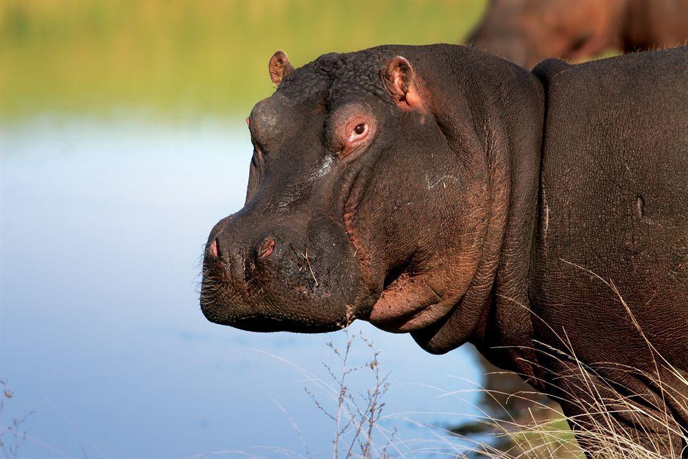 Lalibela Game Reserve - Kichaka Lodge Paterson Екстер'єр фото