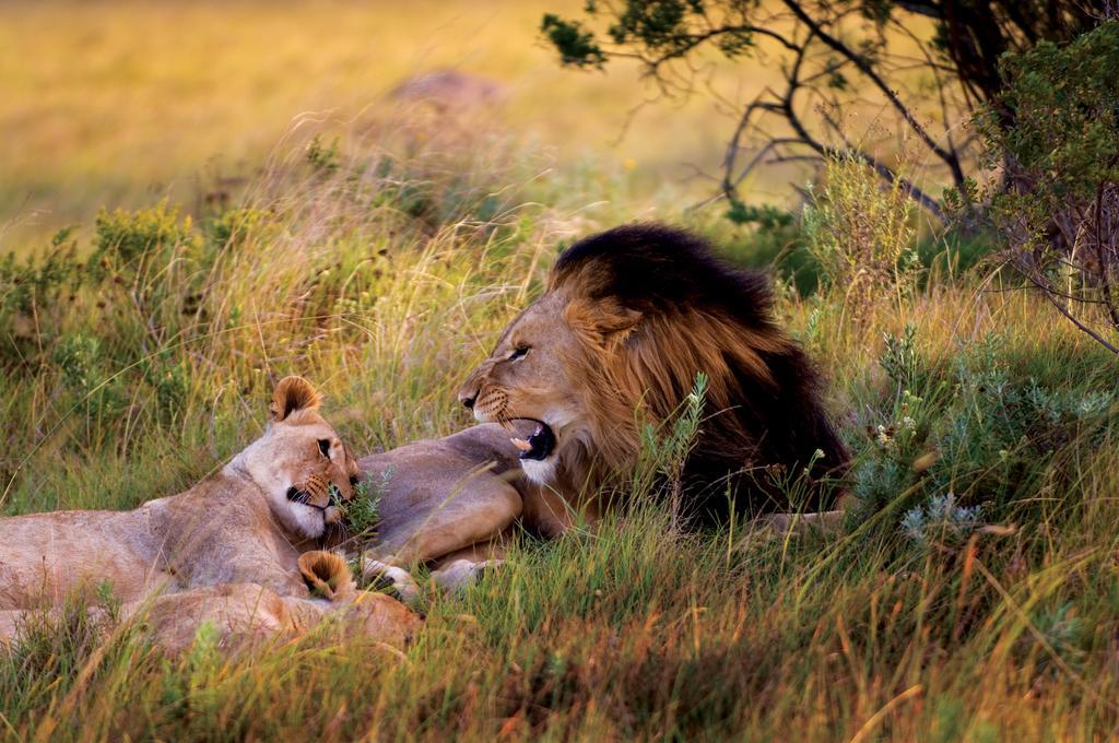 Lalibela Game Reserve - Kichaka Lodge Paterson Екстер'єр фото