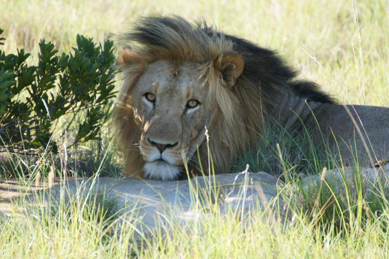 Lalibela Game Reserve - Kichaka Lodge Paterson Екстер'єр фото