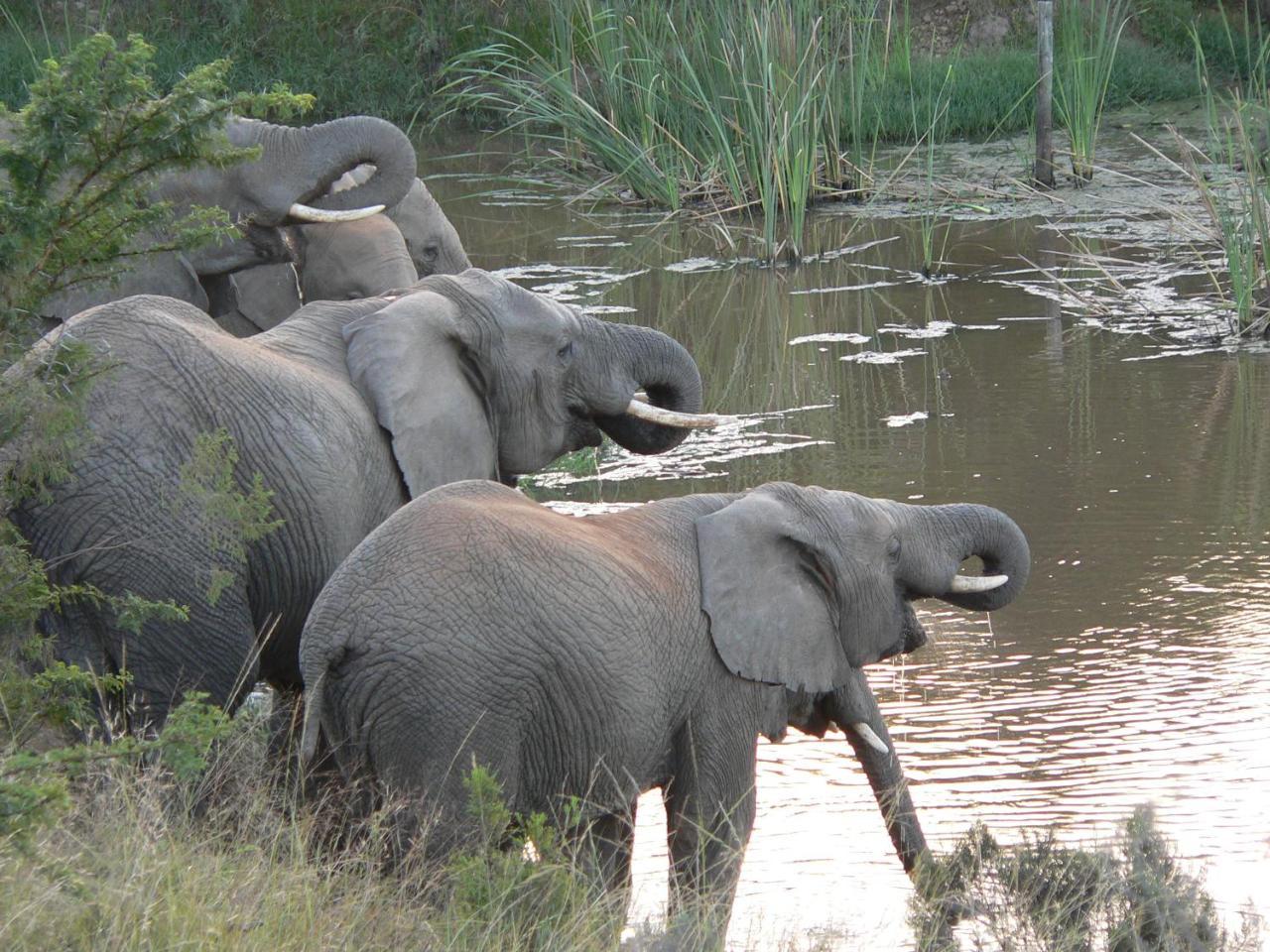 Lalibela Game Reserve - Kichaka Lodge Paterson Екстер'єр фото