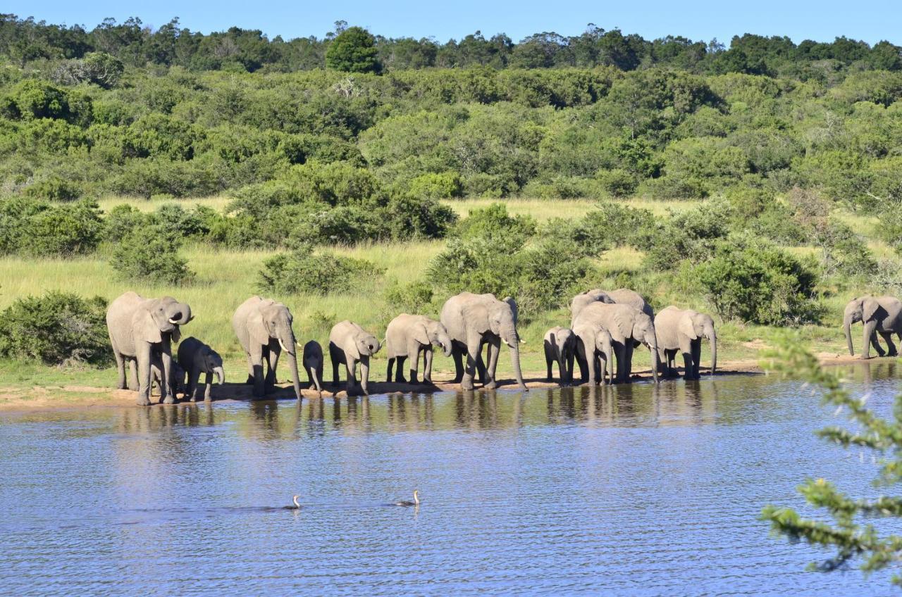 Lalibela Game Reserve - Kichaka Lodge Paterson Екстер'єр фото