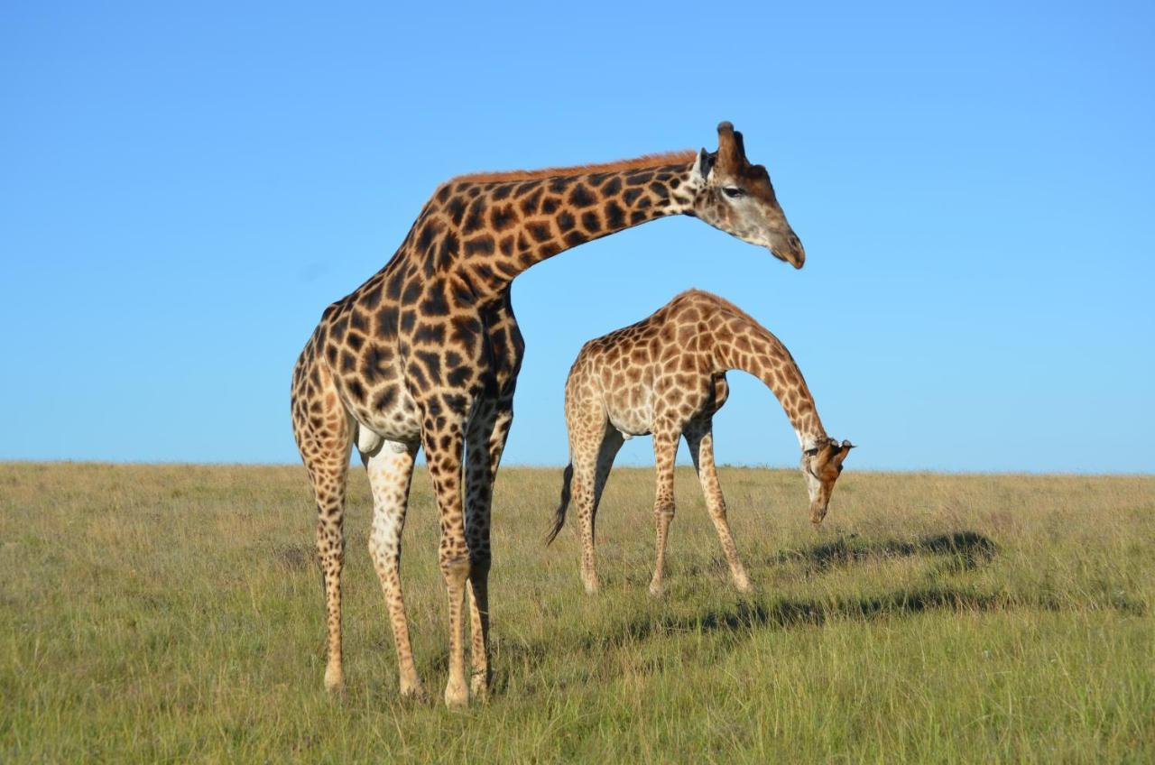 Lalibela Game Reserve - Kichaka Lodge Paterson Екстер'єр фото
