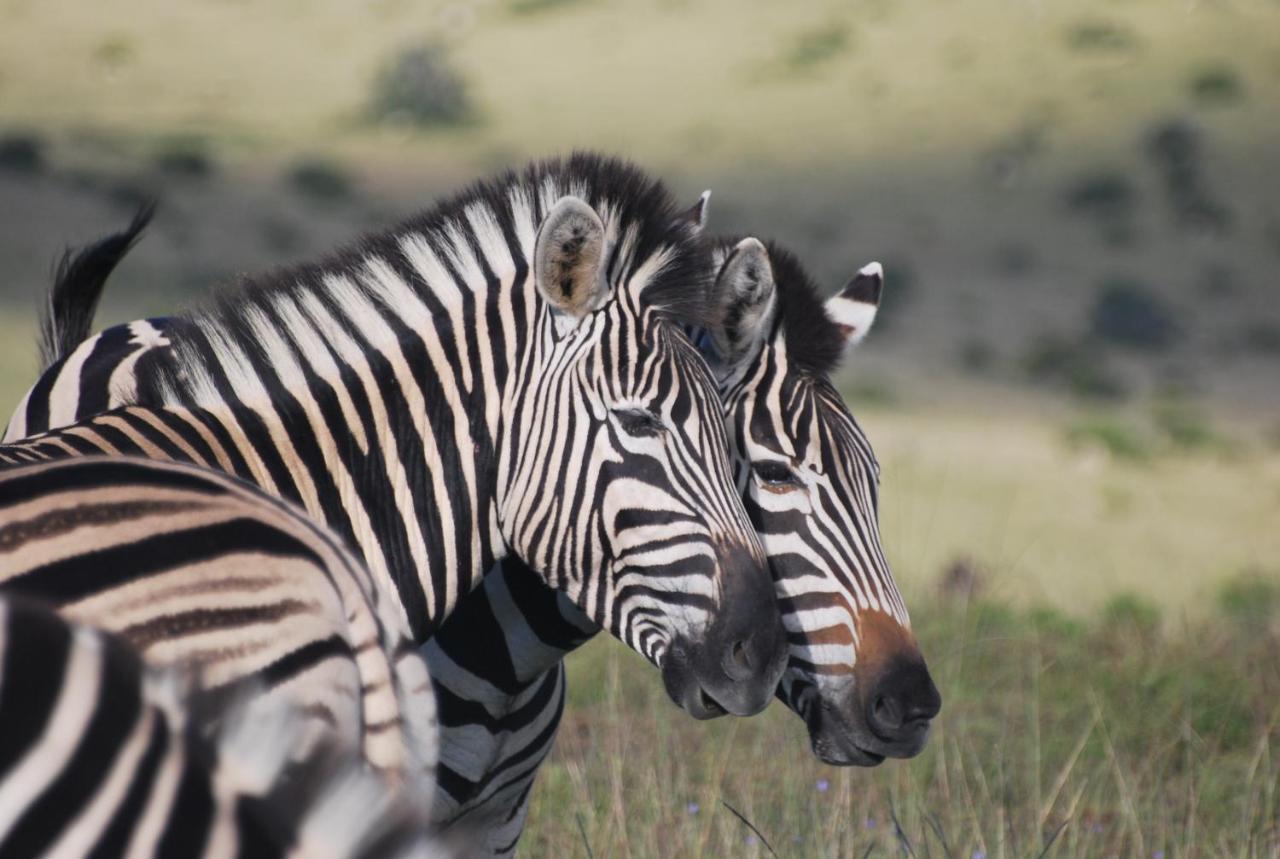 Lalibela Game Reserve - Kichaka Lodge Paterson Екстер'єр фото