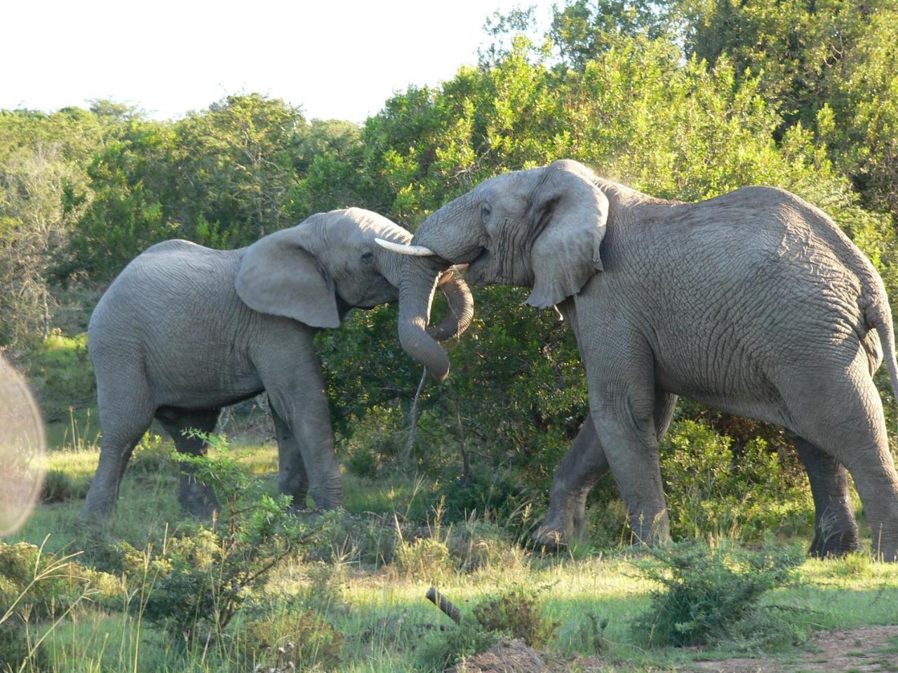 Lalibela Game Reserve - Kichaka Lodge Paterson Екстер'єр фото