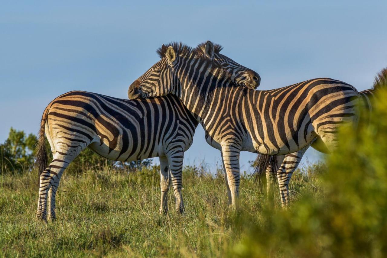 Lalibela Game Reserve - Kichaka Lodge Paterson Екстер'єр фото