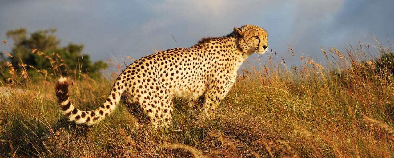 Lalibela Game Reserve - Kichaka Lodge Paterson Екстер'єр фото