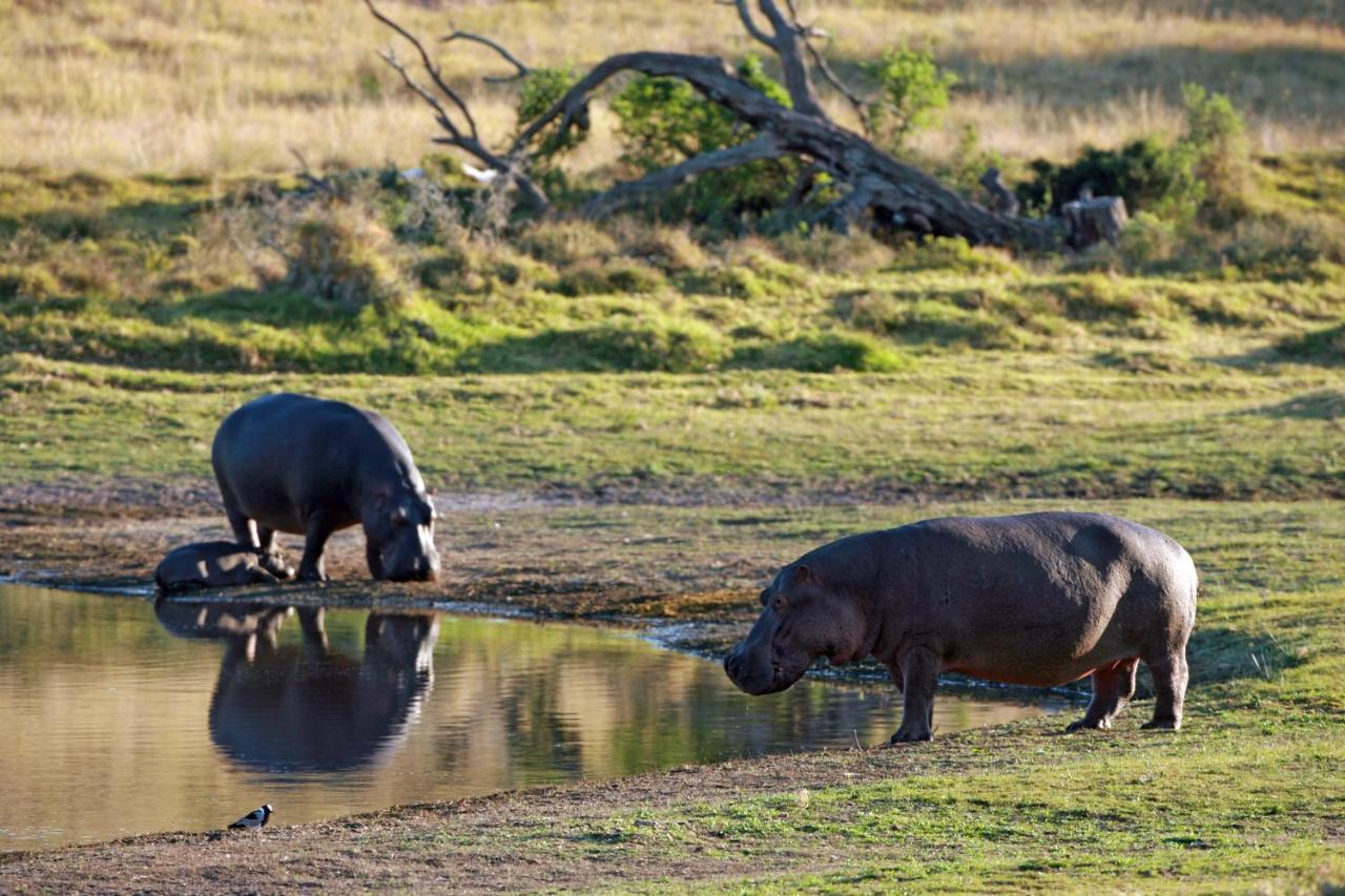 Lalibela Game Reserve - Kichaka Lodge Paterson Екстер'єр фото