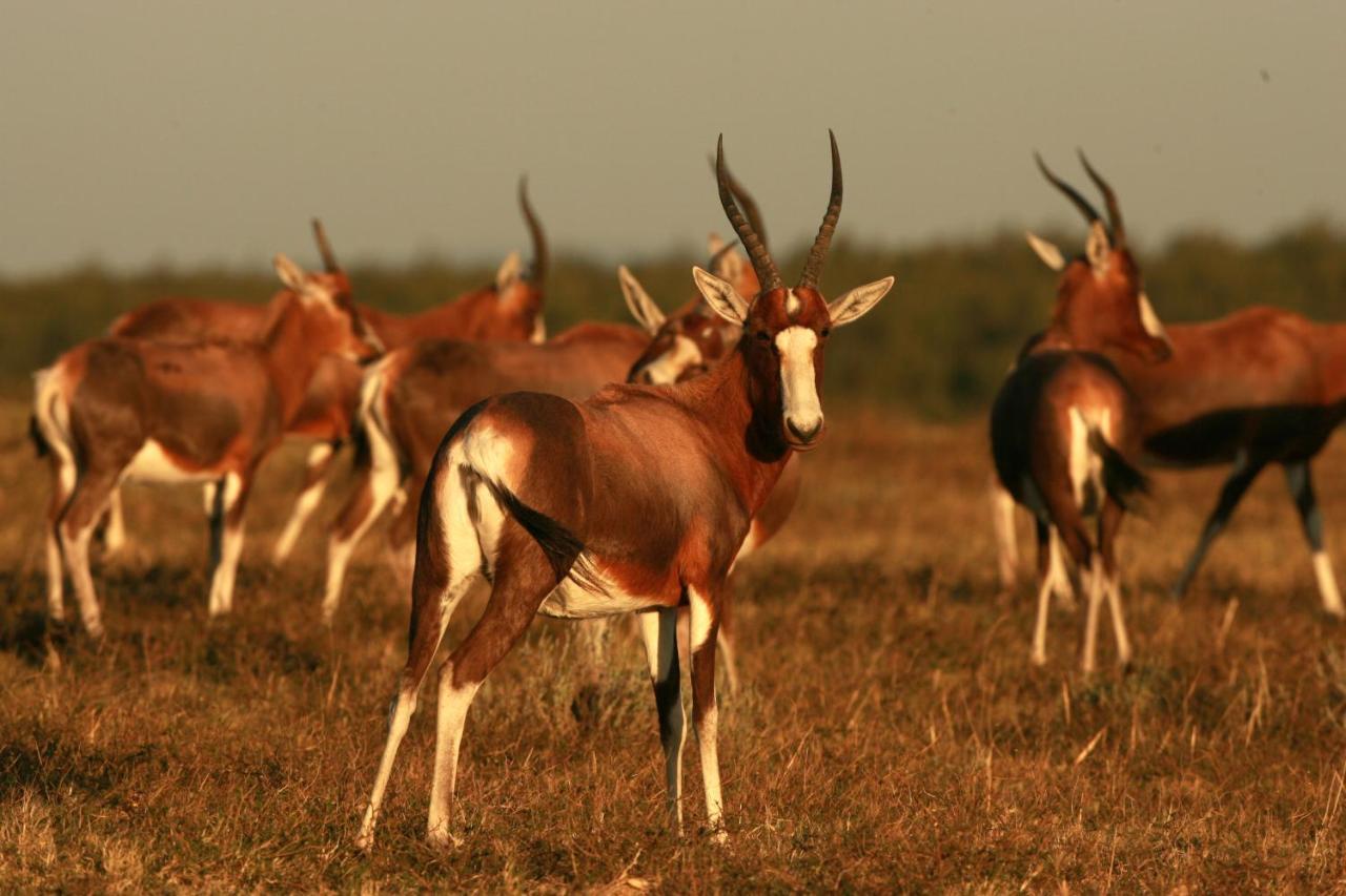 Lalibela Game Reserve - Kichaka Lodge Paterson Екстер'єр фото